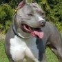 the dog